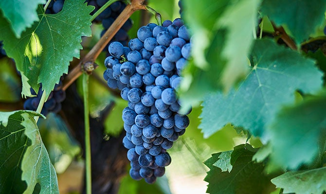 103450-Sangiovese-grapes-670x400.jpg