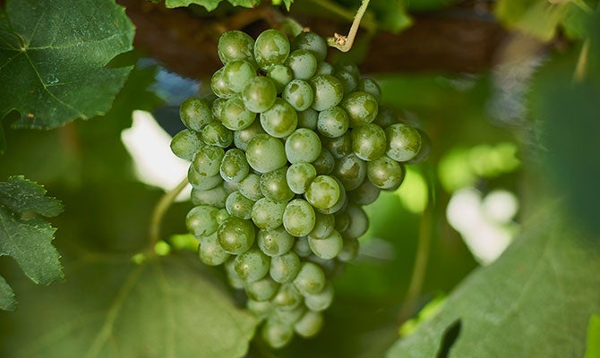103302-vermentino-grape-article.jpg