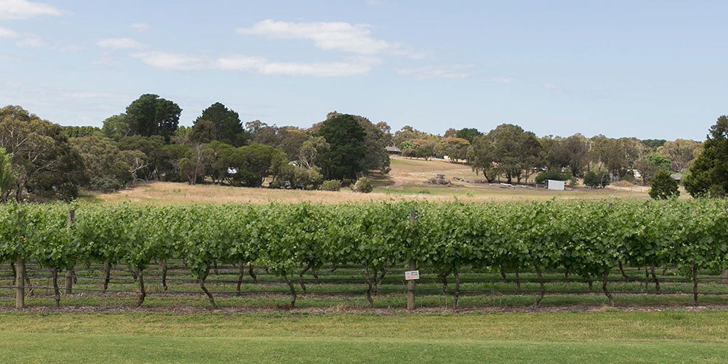 104862-geelong-vineyard-1024.jpg