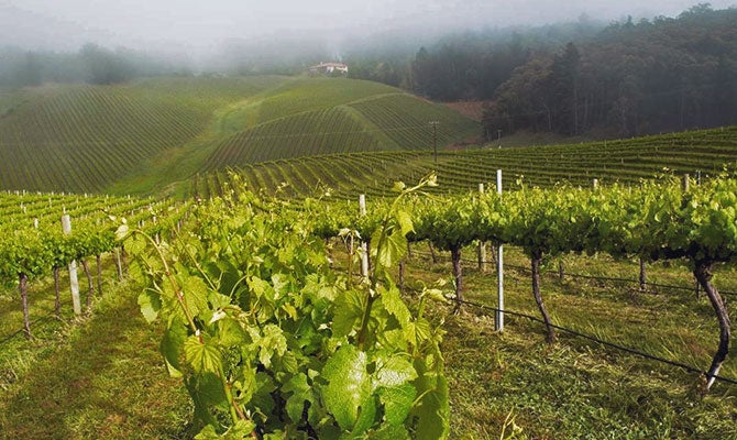 101530-gruner-veltliner-article.jpg