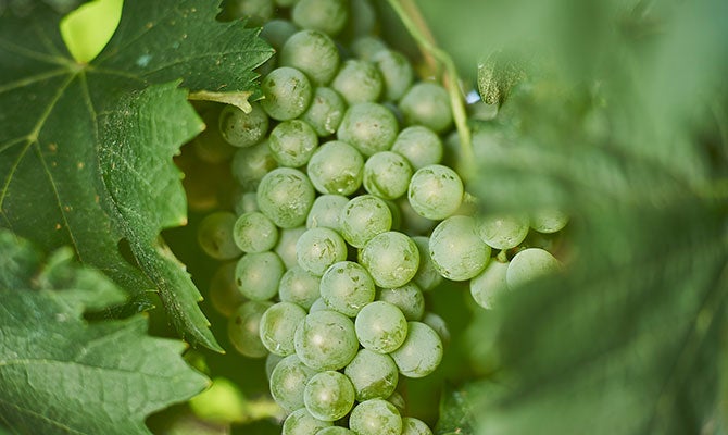 103617-fiano-grapes-article.jpg