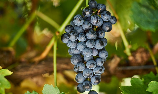 103571-Tempranillo-grapes-670x400.jpg