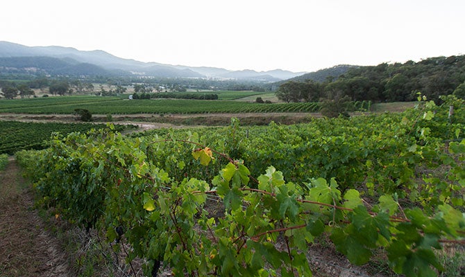 107247-pizzini-vineyard-670x400.jpg