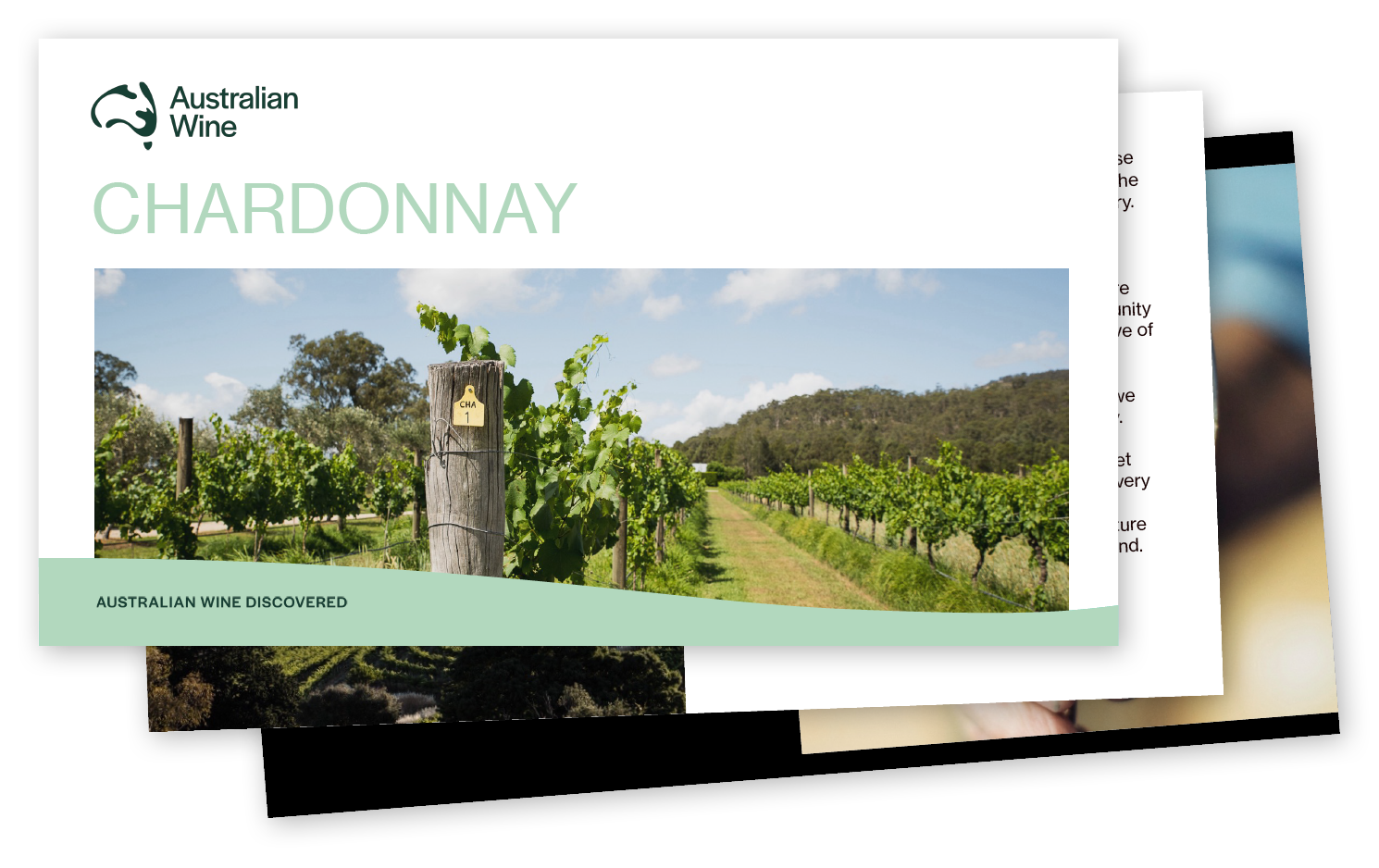 a photo of a vineyard
