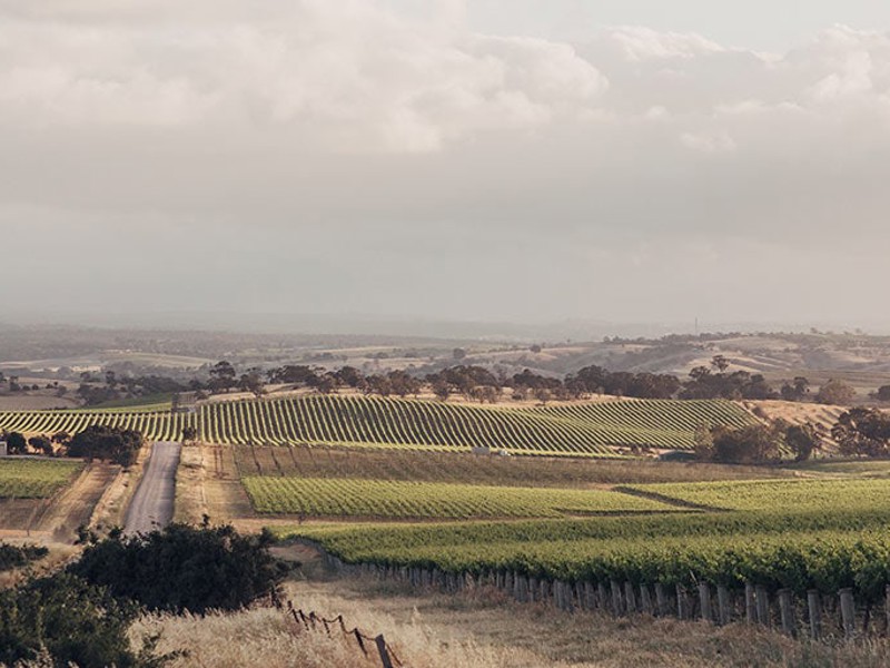 Road running through Barossa Valley vineyards