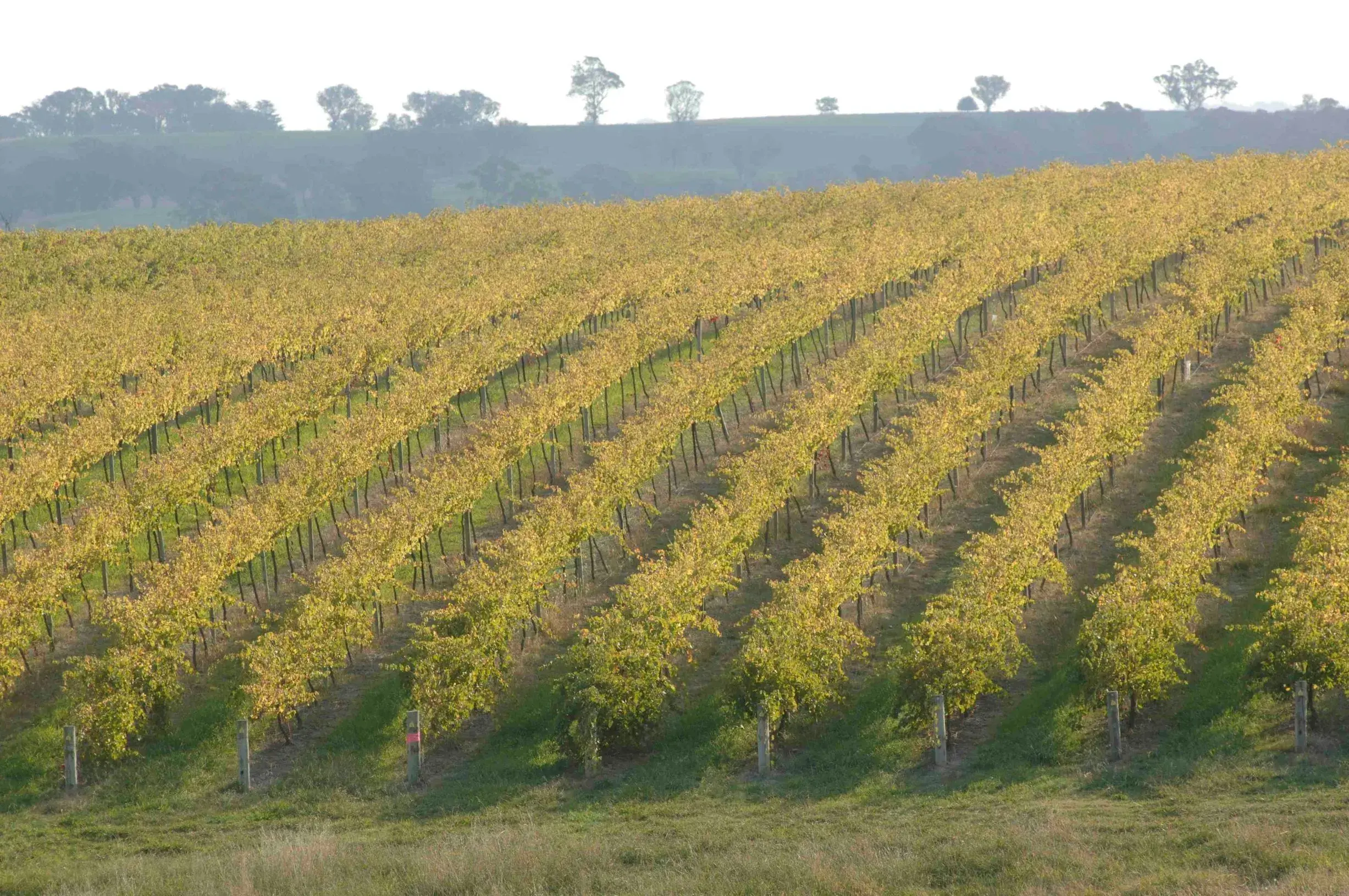 104495-37 FREEMAN Vineyards NSW Hilltops