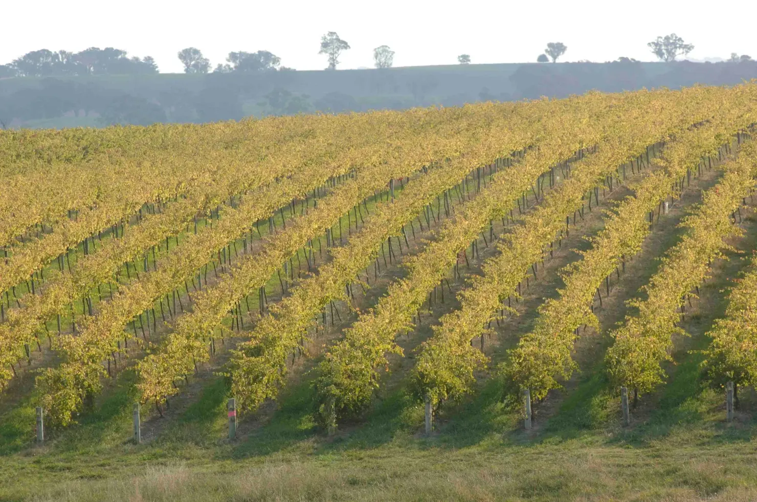 104495-37 FREEMAN Vineyards NSW Hilltops