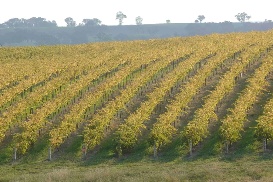 104495-37 FREEMAN Vineyards NSW Hilltops