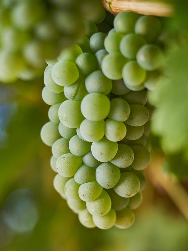 Green Sauvignon Blanc grapes on the vine