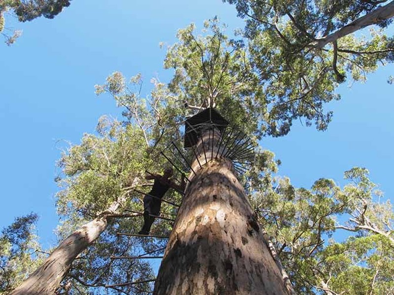 King jarrah tree in Manjimup