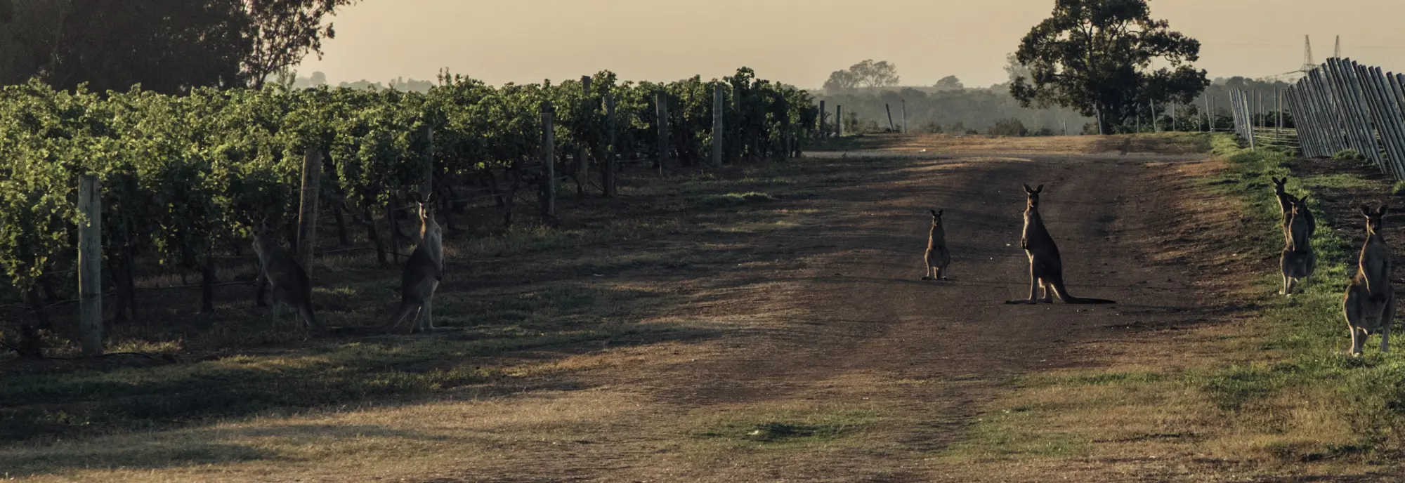 a kangaroo standing on a dirt road with a row of vines
