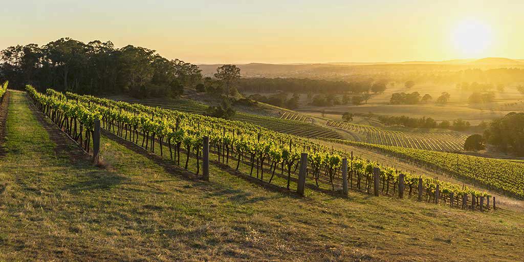 The trailblazers of Hunter Valley
