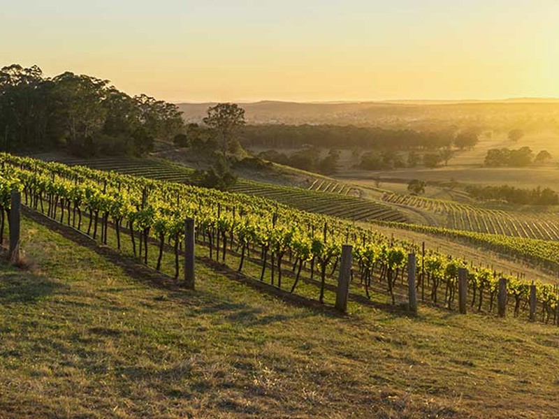 Briar Ridge Vineyard in Hunter Valley wine region with sunrise