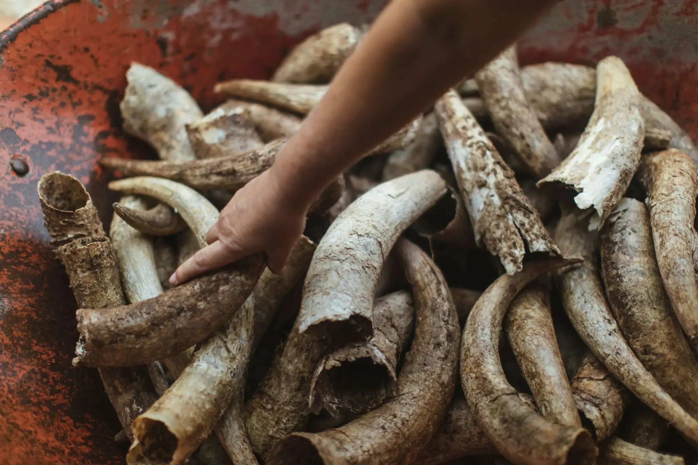 a hand touching a pile of animal horns