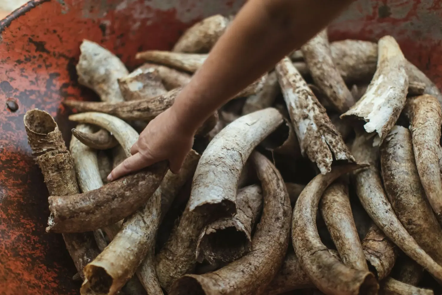 a hand touching a pile of animal horns