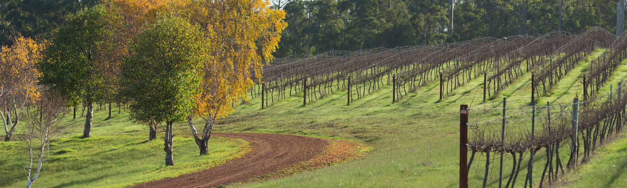 Manjimup winery