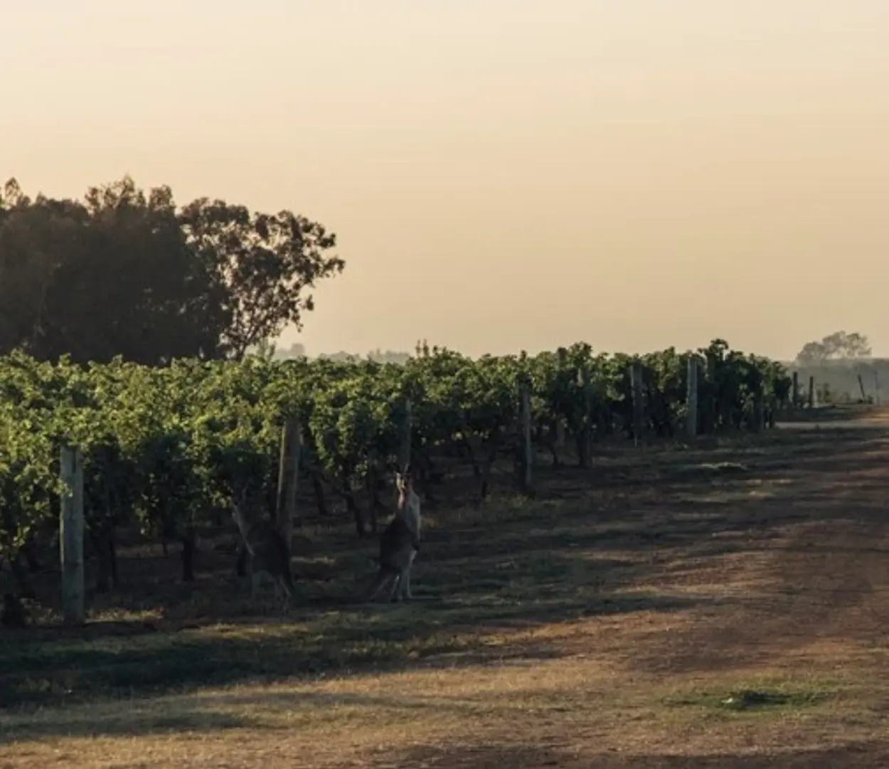 a person walking in a field of vines