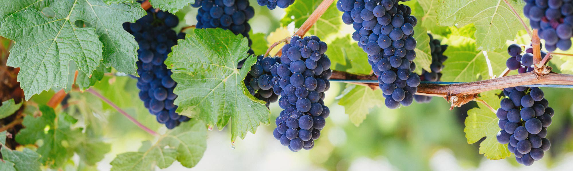 Pinot Noir grapes hanging off a vine