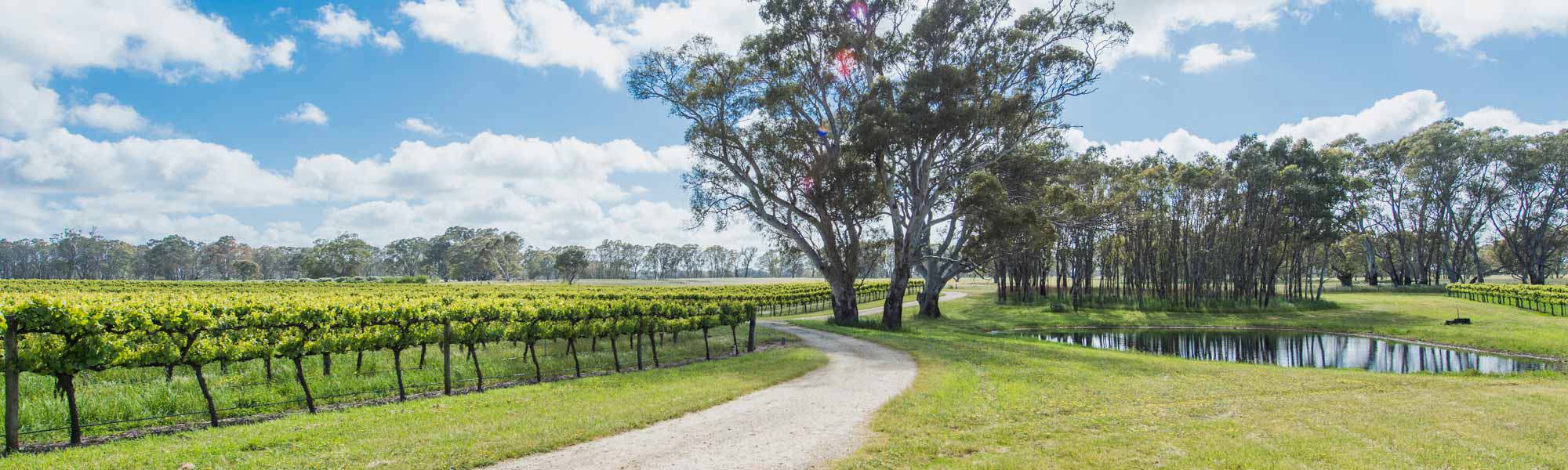 Wrattonbully wine region vineyard, South Australia