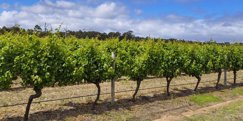 King Valley: Diversity in Australia's Hills