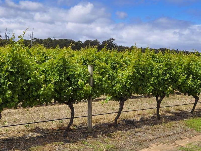 Vines in King Valley