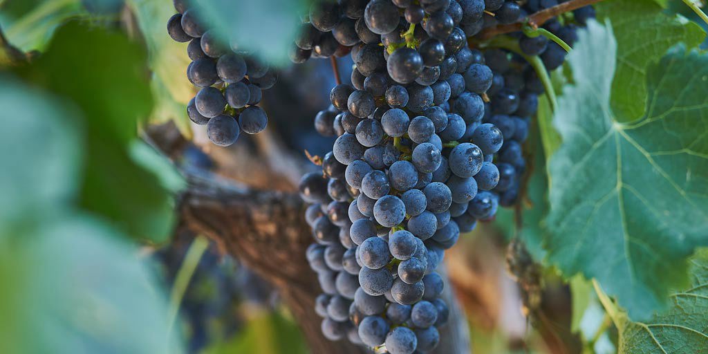 Merlot