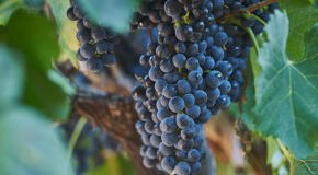 Merlot grapes on the vine