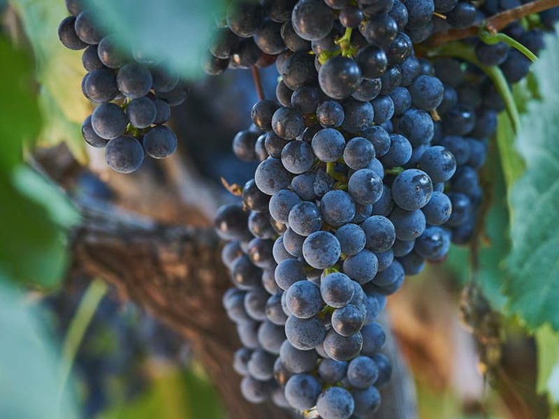 Merlot grapes on the vine