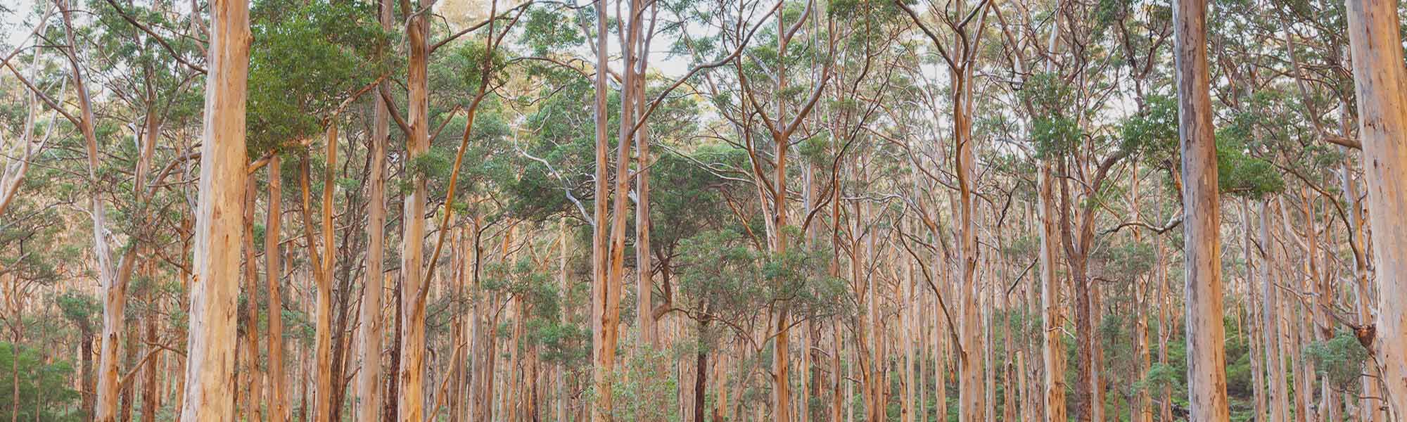 Manjimup - King Jarrah Track
