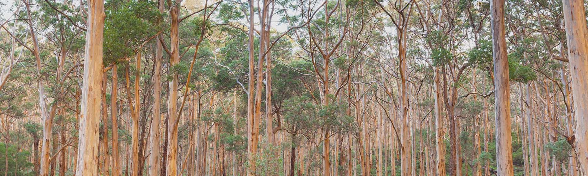 Manjimup - King Jarrah Track