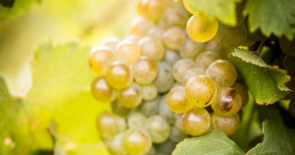 Viognier 