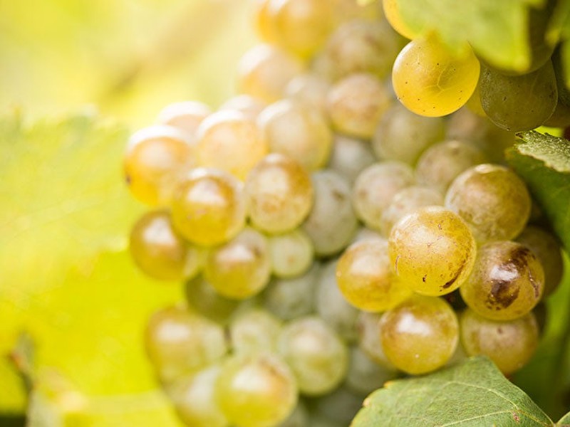 ‘*Grape images courtesy of Yalumba.’