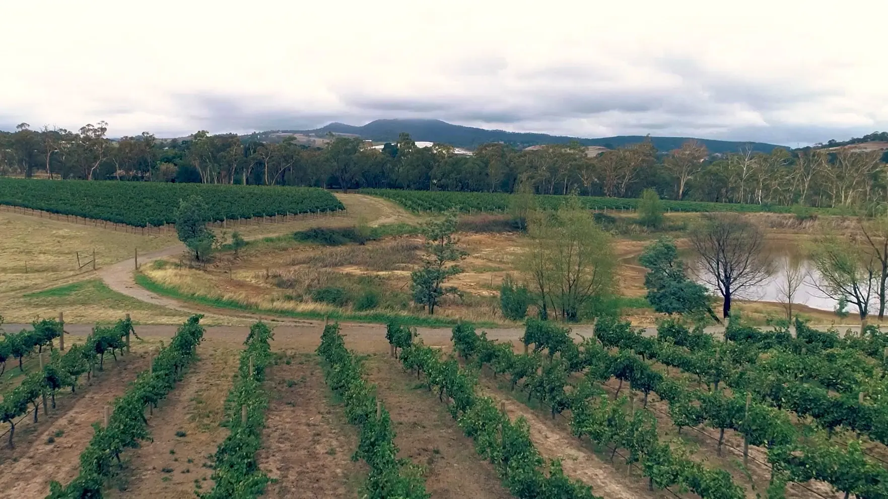 a vineyard with trees and hills in the background