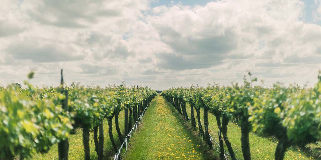 Coonawarra