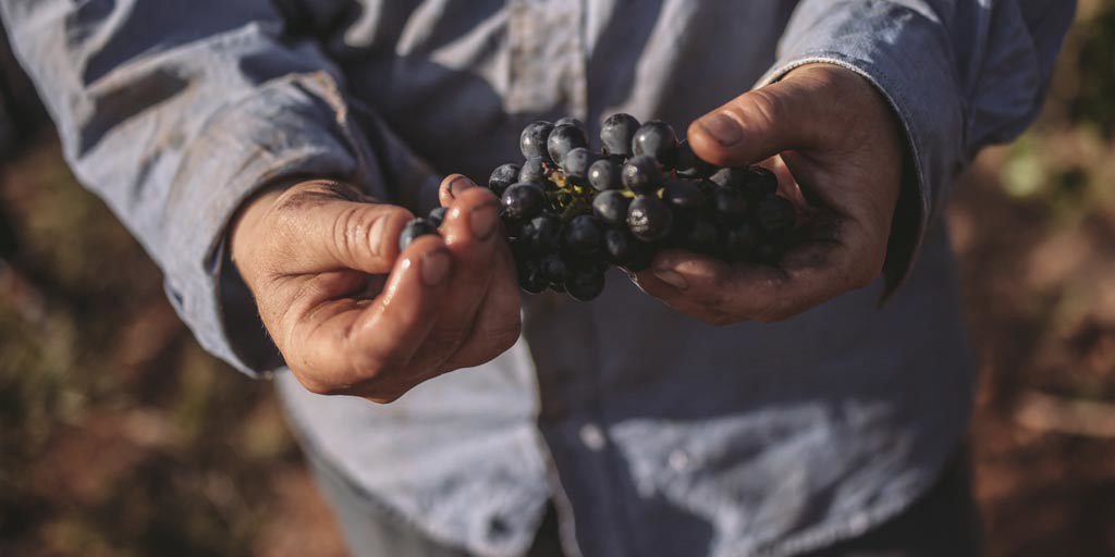 Australian winemaker holding red grapes 