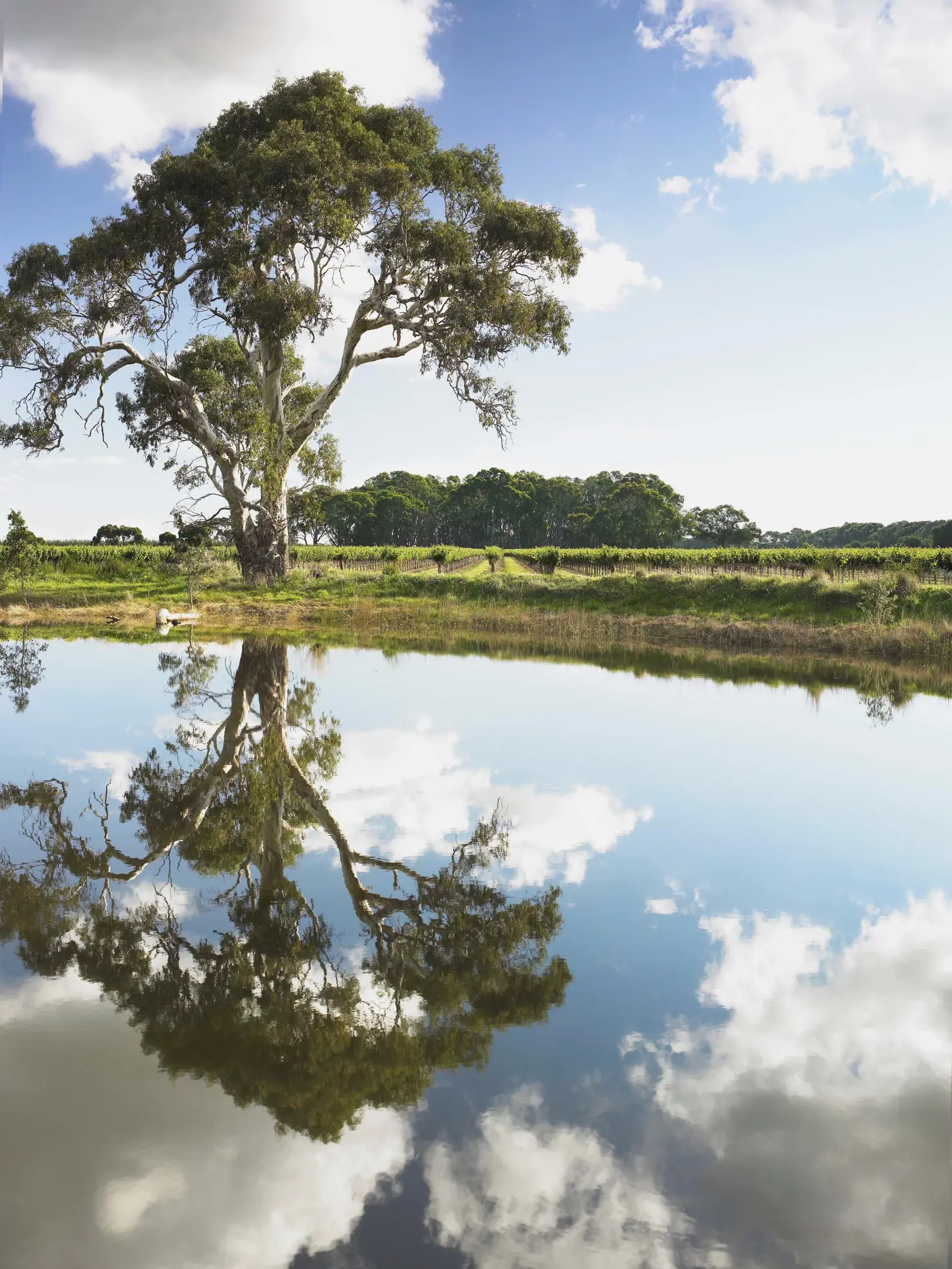 a tree reflected in a body of water