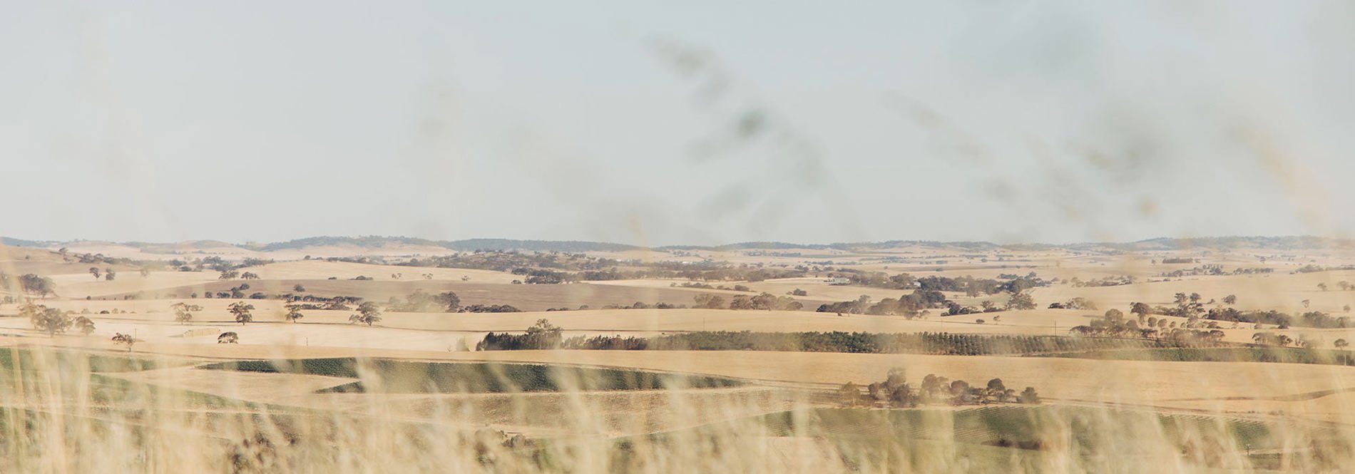 Clare Valley
