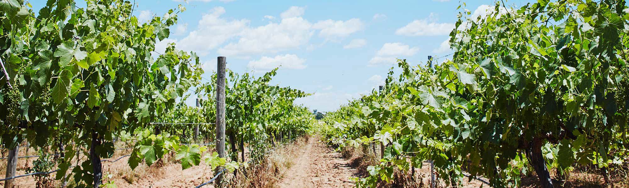 Goulburn Valley vineyard