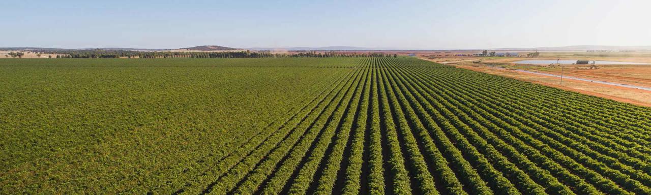 Map highlighting the Riverina wine region