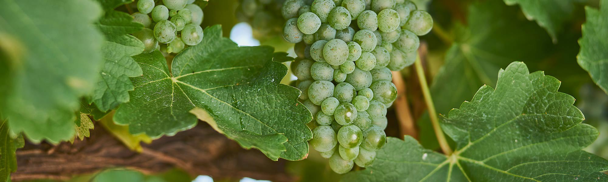 Green Sauvignon Blanc grapes on the vine