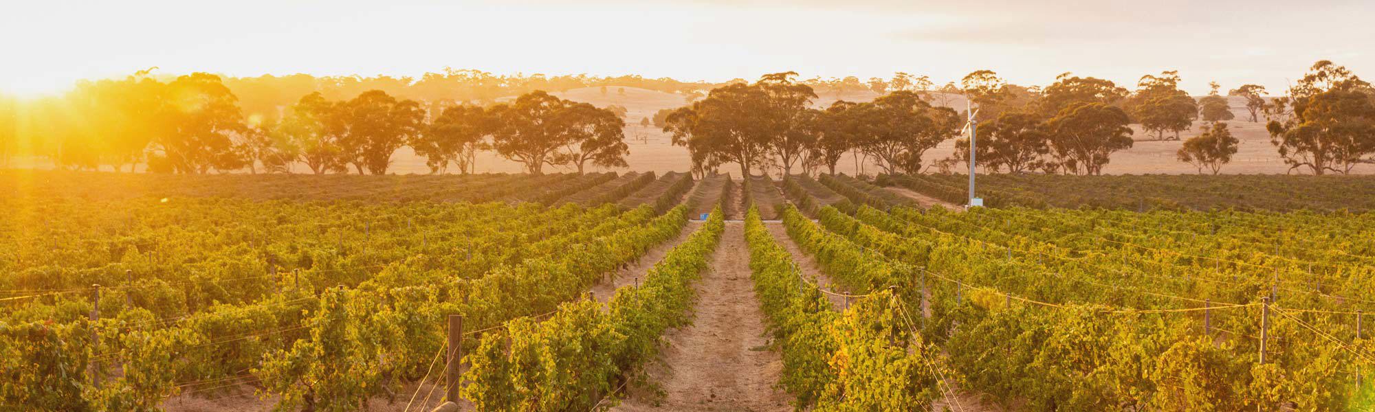 Sunrise over vineyard with treeline