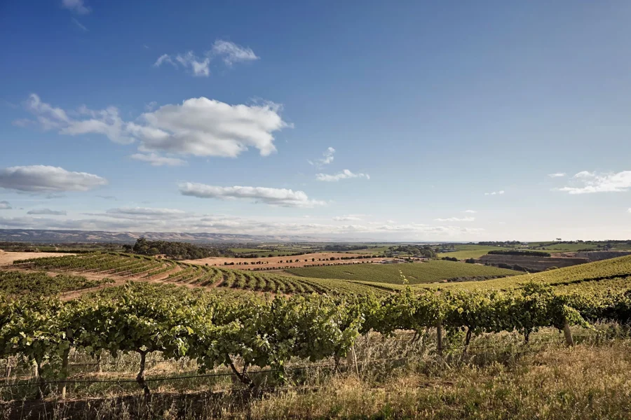 a vineyard with rows of vines