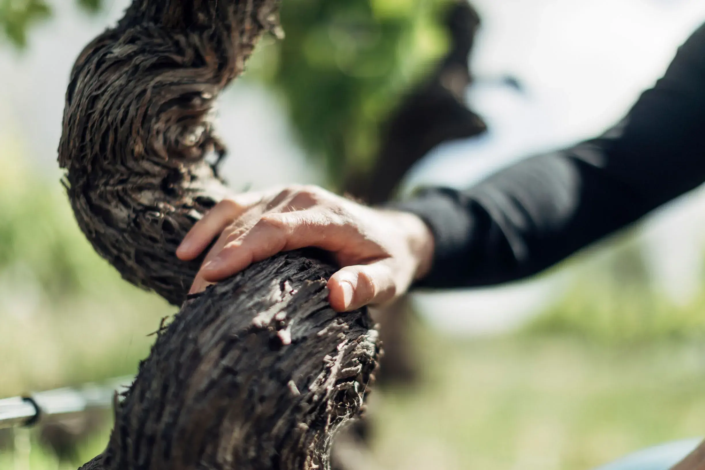 a hand on a tree branch
