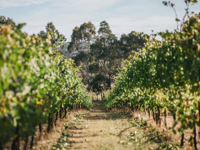 Macedon vineyards