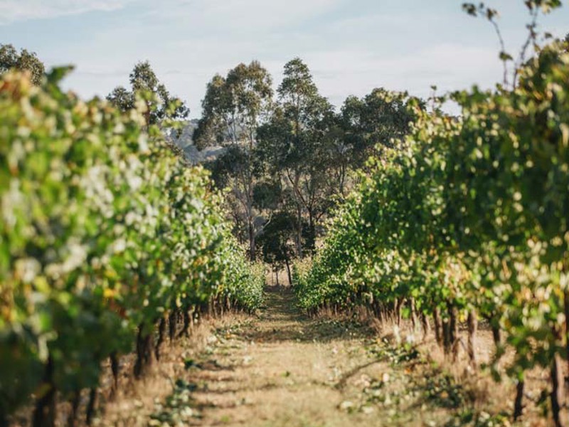 Macedon vineyards