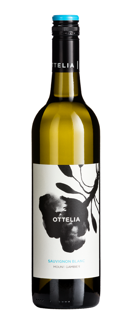 Sauvignon Blanc   2025