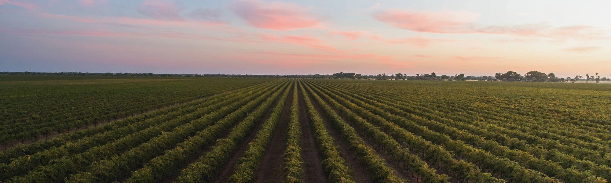 McWilliam's Wines vineyard in Riverina wine region