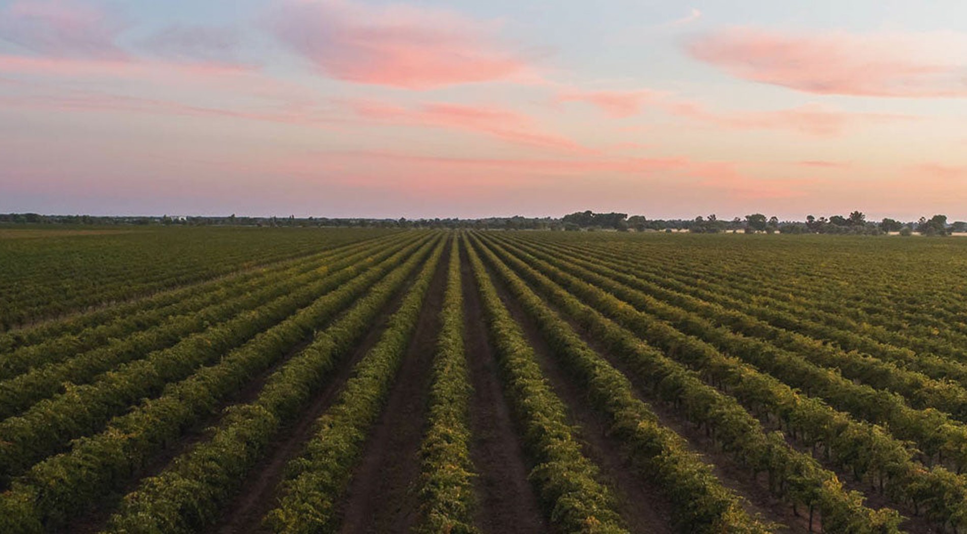 McWilliam's Wines vineyard in Riverina wine region