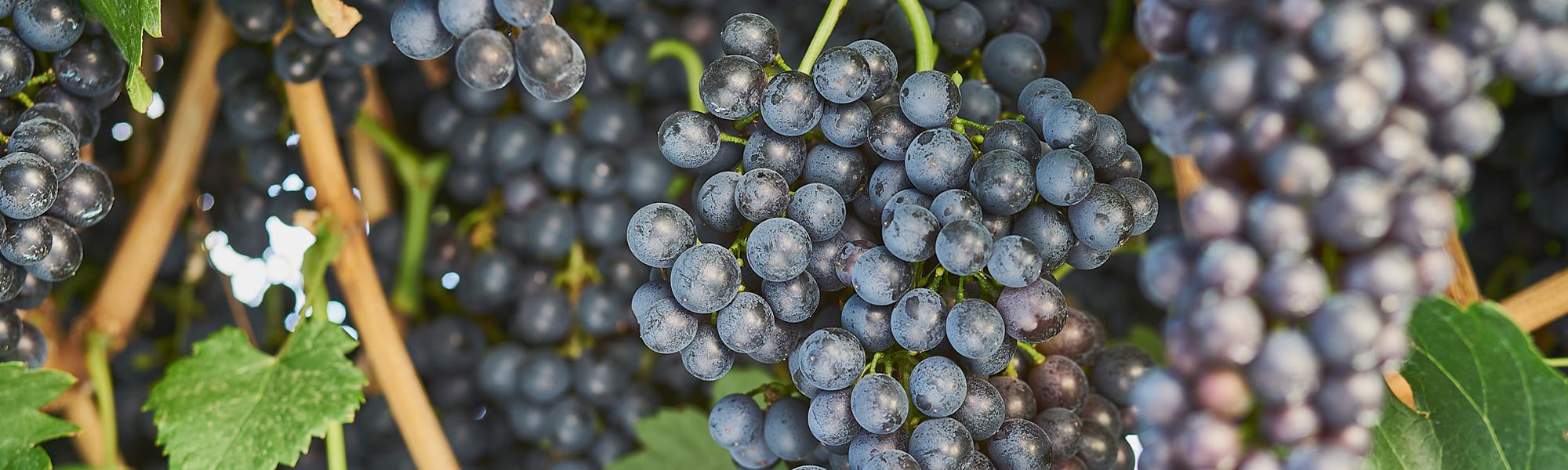 Red Shiraz grapes on the vine