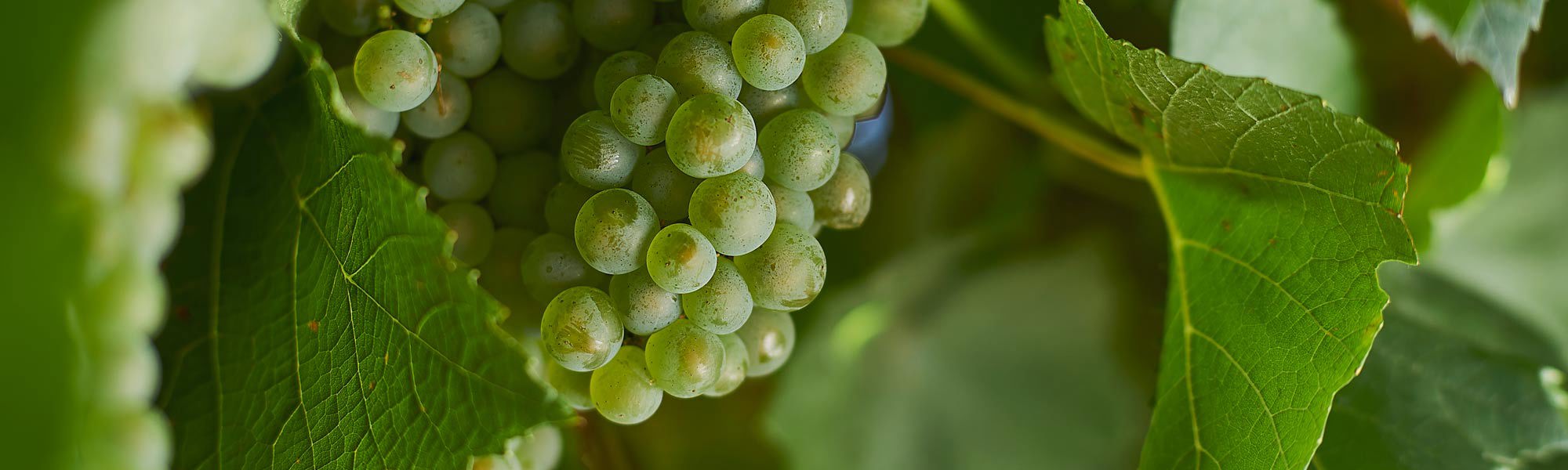 Green chardonnay grapes on the vine